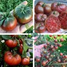 'Eluosi' Cherokee Purple Giant Tomato 200 Seeds