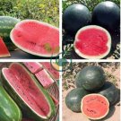 Genuine Heirloom Giant Baby Sweet Juicy Watermelon 40 Seeds