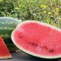 Genuine Heirloom Giant Baby Sweet Juicy Watermelon 40 Seeds