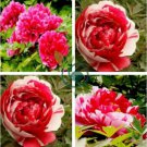 Red White Peony Flower 10 seeds