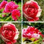 Red White Peony Flower 10 seeds
