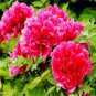 Red White Peony Flower 10 seeds