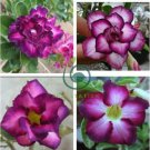Rosy Adenium Obesum Kusuma Violet Desert Rose Flowers 4 seeds