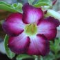 Rosy Adenium Obesum Kusuma Violet Desert Rose Flowers 4 seeds