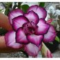 Rosy Adenium Obesum Kusuma Violet Desert Rose Flowers 4 seeds