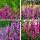 Beautiful Lythrum Salicaria Flowers 100 Seeds