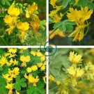 Yellow Canary Creeper Nasturtium 10 Seeds