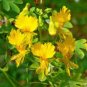 Yellow Canary Creeper Nasturtium 10 Seeds