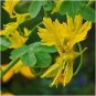 Yellow Canary Creeper Nasturtium 10 Seeds