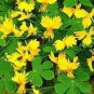 Yellow Canary Creeper Nasturtium 10 Seeds
