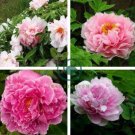 Rare 'Zhao Fen' Pink Fragrant Peony Tree Flower Organic 10 Seeds