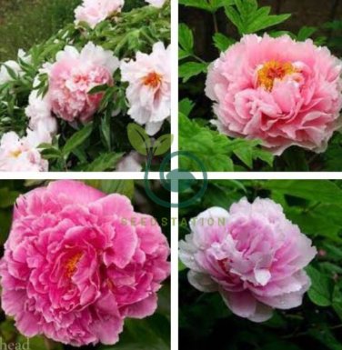 Rare 'Zhao Fen' Pink Fragrant Peony Tree Flower Organic 10 Seeds