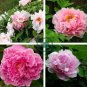 Rare 'Zhao Fen' Pink Fragrant Peony Tree Flower Organic 10 Seeds