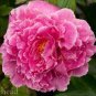 Rare 'Zhao Fen' Pink Fragrant Peony Tree Flower Organic 10 Seeds