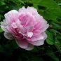 Rare 'Zhao Fen' Pink Fragrant Peony Tree Flower Organic 10 Seeds