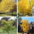 Rare Euro Yellow Ginkgo African Red Ginkgo Mixed Tree 10 Seeds