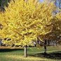 Rare Euro Yellow Ginkgo African Red Ginkgo Mixed Tree 10 Seeds