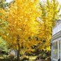 Rare Euro Yellow Ginkgo African Red Ginkgo Mixed Tree 10 Seeds