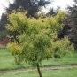 Rare Euro Yellow Ginkgo African Red Ginkgo Mixed Tree 10 Seeds