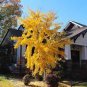 Rare Euro Yellow Ginkgo African Red Ginkgo Mixed Tree 10 Seeds