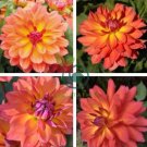 Heirloom 'Fire Pot' Dahlia Flower 40 Seeds