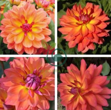 Heirloom 'Fire Pot' Dahlia Flower 40 Seeds