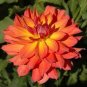 Heirloom 'Fire Pot' Dahlia Flower 40 Seeds