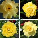 'Huangmao' Yellow Desert Rose 4 Seeds