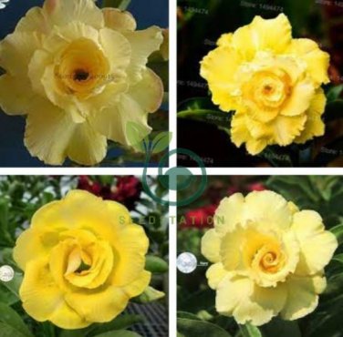 'Huangmao' Yellow Desert Rose 4 Seeds