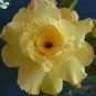 'Huangmao' Yellow Desert Rose 4 Seeds