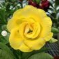'Huangmao' Yellow Desert Rose 4 Seeds