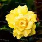 'Huangmao' Yellow Desert Rose 4 Seeds