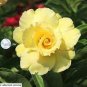 'Huangmao' Yellow Desert Rose 4 Seeds