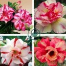 Light Yellow White Adenium Obesum Desert Rose with Red Strip 4 Seeds