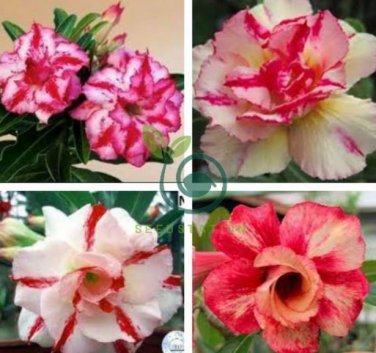 Light Yellow White Adenium Obesum Desert Rose with Red Strip 4 Seeds