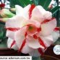 Light Yellow White Adenium Obesum Desert Rose with Red Strip 4 Seeds