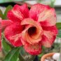 Light Yellow White Adenium Obesum Desert Rose with Red Strip 4 Seeds