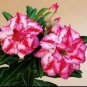Light Yellow White Adenium Obesum Desert Rose with Red Strip 4 Seeds