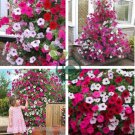 Rare Red Pink White Climbing Petunia Flower 400 seeds