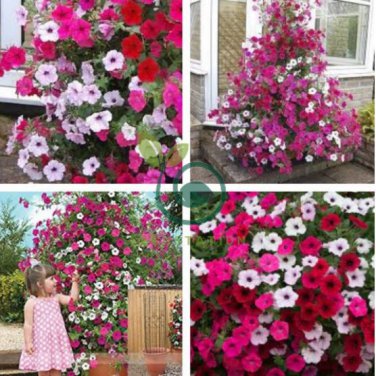 Rare Red Pink White Climbing Petunia Flower 400 seeds