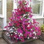 Rare Red Pink White Climbing Petunia Flower 400 seeds