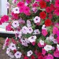 Rare Red Pink White Climbing Petunia Flower 400 seeds