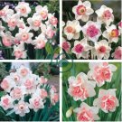 Purple Daffodils Aquatic Plants Double Petals Flower 100 seeds