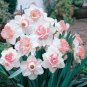Purple Daffodils Aquatic Plants Double Petals Flower 100 seeds