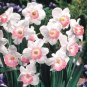 Purple Daffodils Aquatic Plants Double Petals Flower 100 seeds