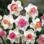 Purple Daffodils Aquatic Plants Double Petals Flower 100 seeds