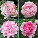 Rose Pink Peony Shrub Flowers 10 seeds