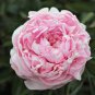 Rose Pink Peony Shrub Flowers 10 seeds