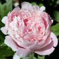 Rose Pink Peony Shrub Flowers 10 seeds