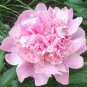 Rose Pink Peony Shrub Flowers 10 seeds